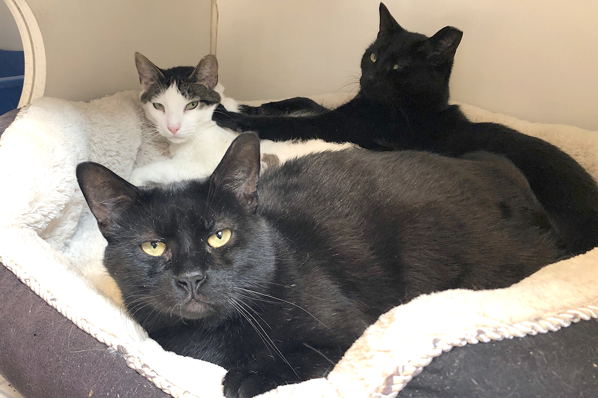 tripple-cat-adoption-tommy-ollie-fredo-at-nsala