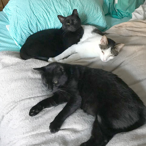 tripple-cat-adoption-tommy-ollie-fredo-on-bed