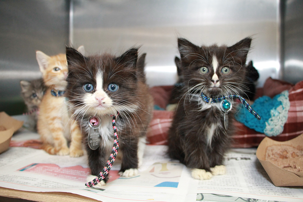 Kitten Season Begins Kitten Season Begins