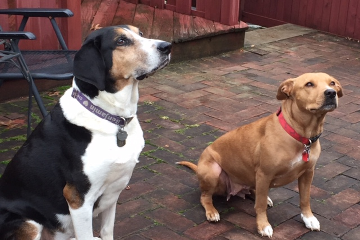 blog-padme-adoption1-02072020