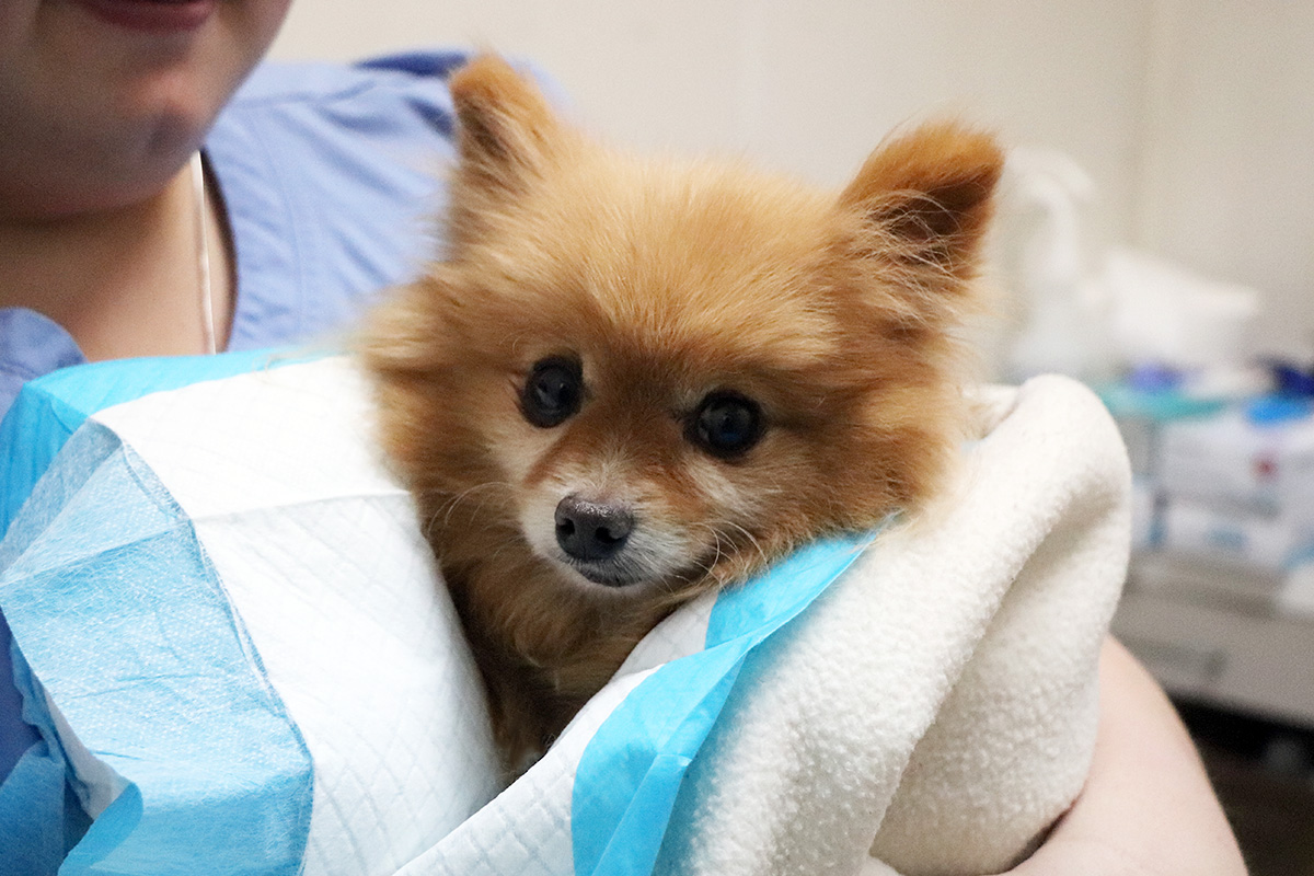 hmh-addey-pomeranian-bundled-img4744