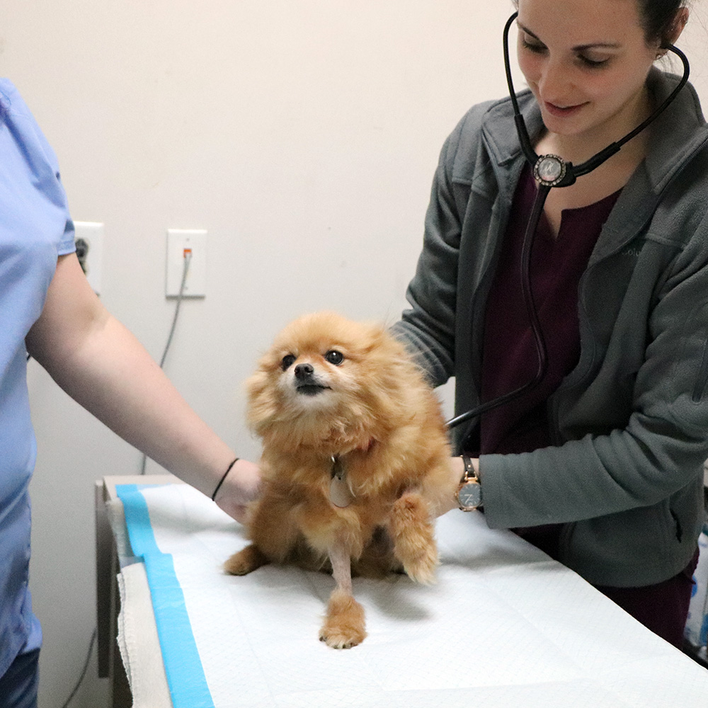 hmh-addey-pomeranian-exam-img4651