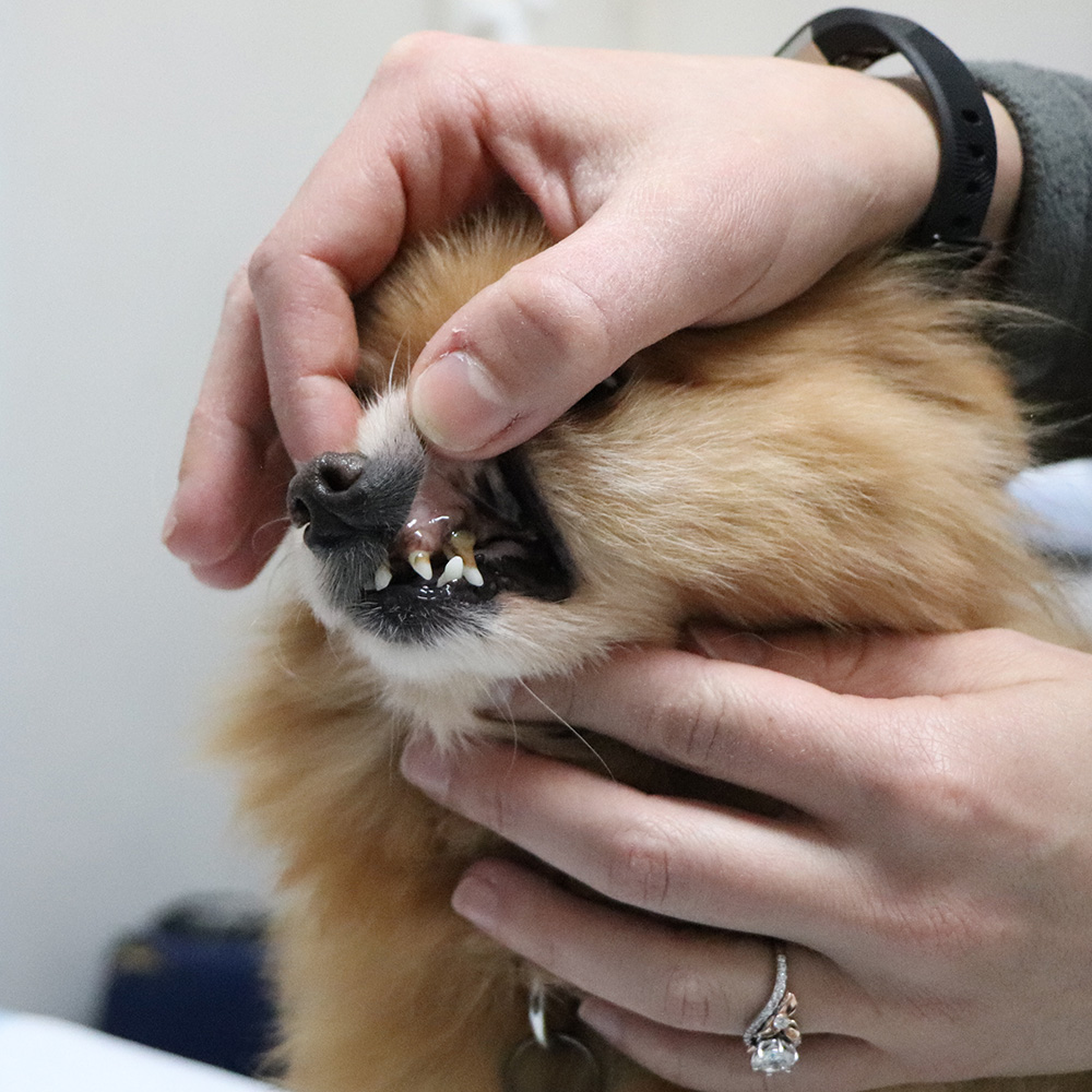 hmh-addey-pomeranian-exam-teeth-img4707