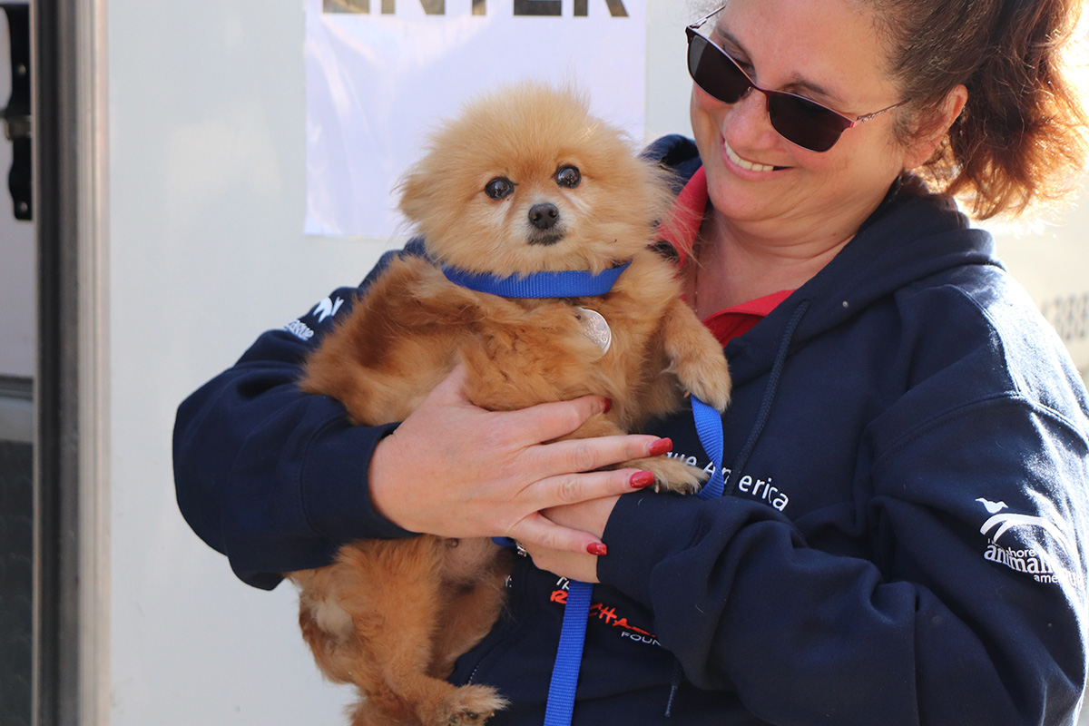 hmh-addey-pomeranian-rescue-arrival-img2485