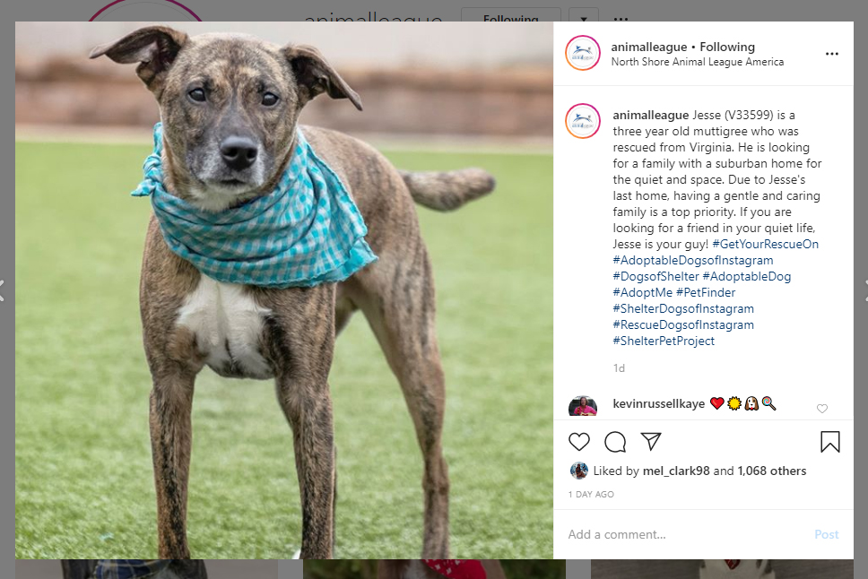 Sample post for shelter partners to promote adoptable animals on social meda.