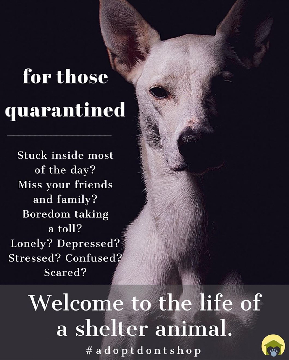 beth-blog-apr2020-monmouth-county-spca-psa