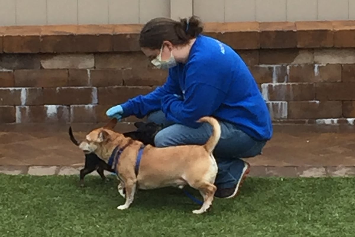 a woman wearing a mask and gloves petting dogs