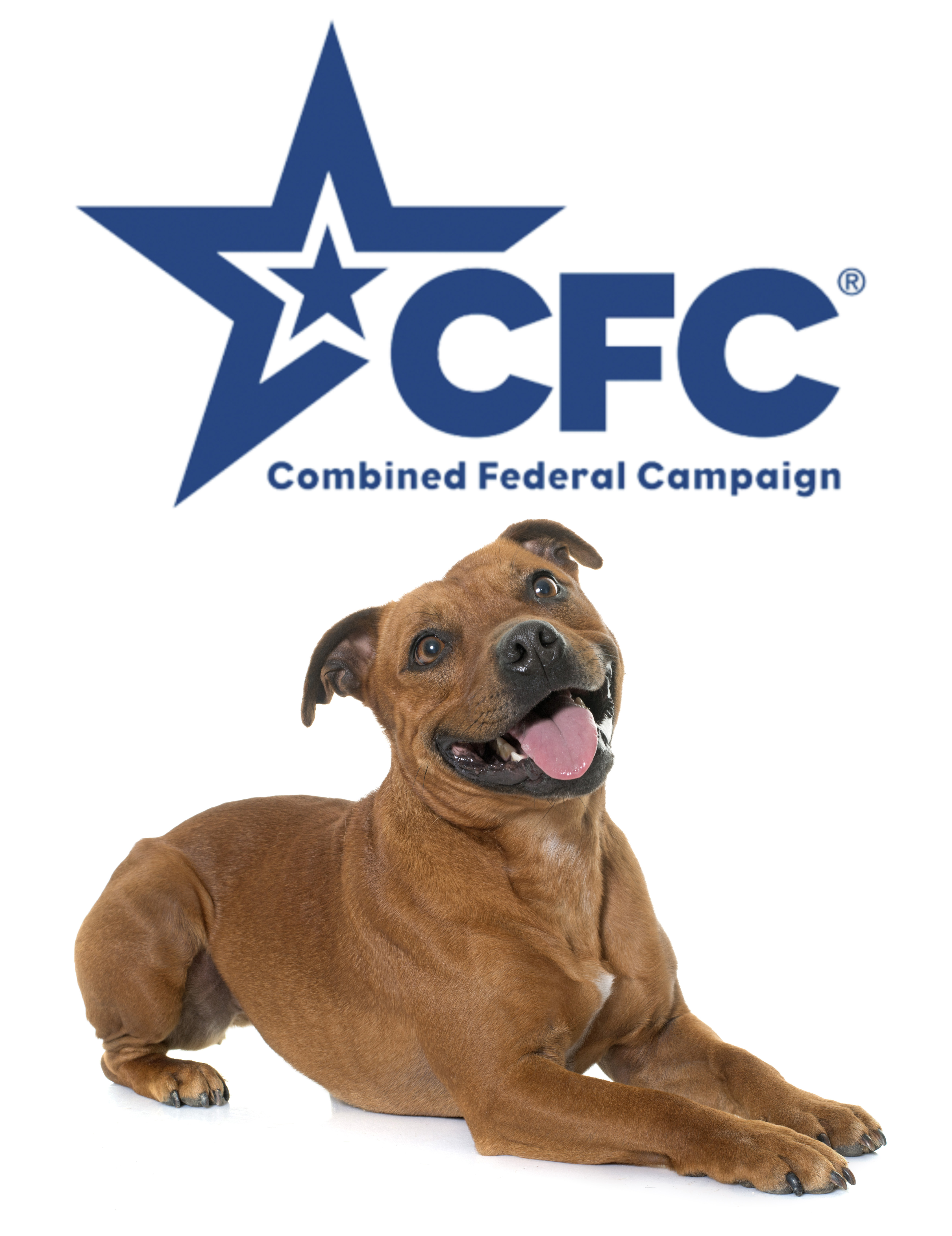 stafforshire bull terrier