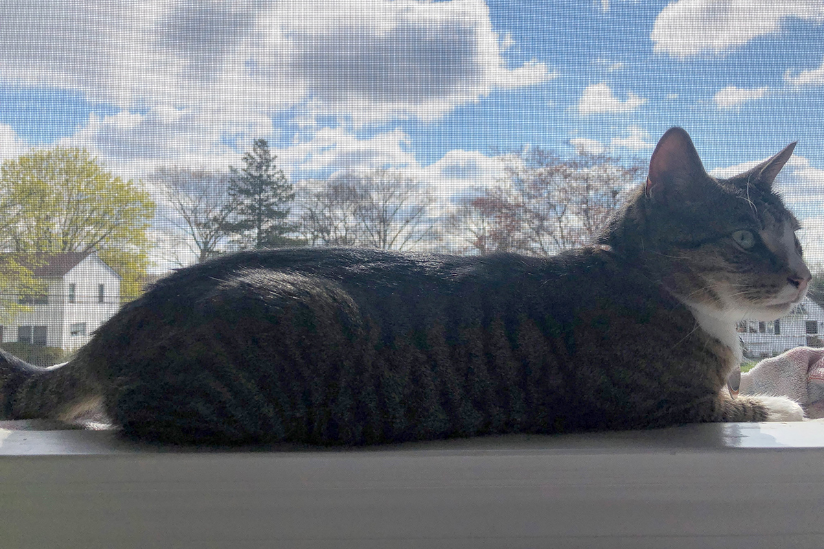 feline-longterm-adoptions-covid-bobbi-in-window