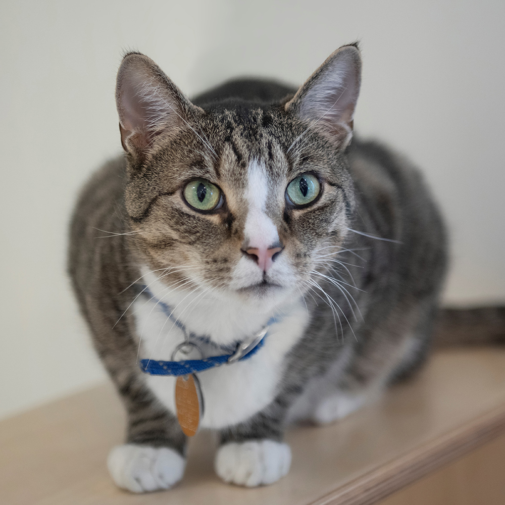 feline-longterm-adoptions-covid-bobbi-vr212