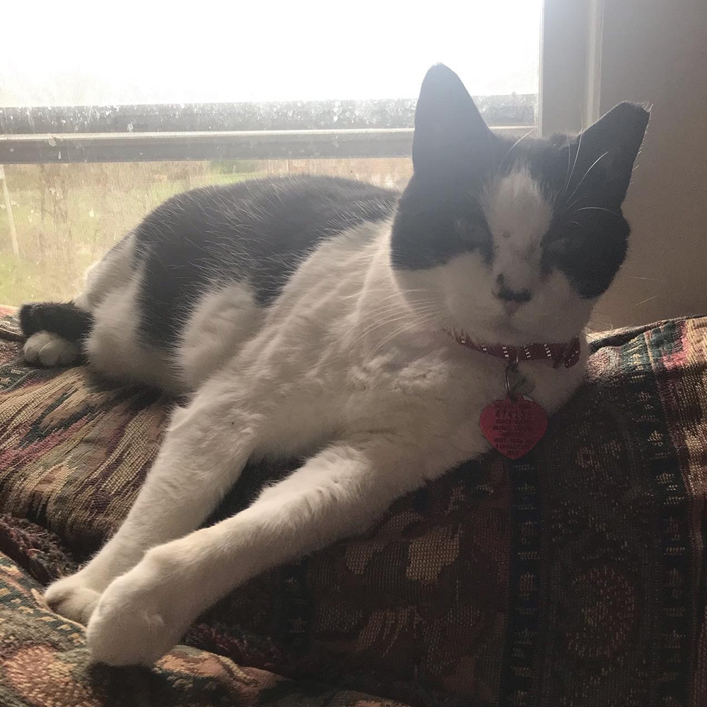 feline-longterm-adoptions-covid-yafa-2