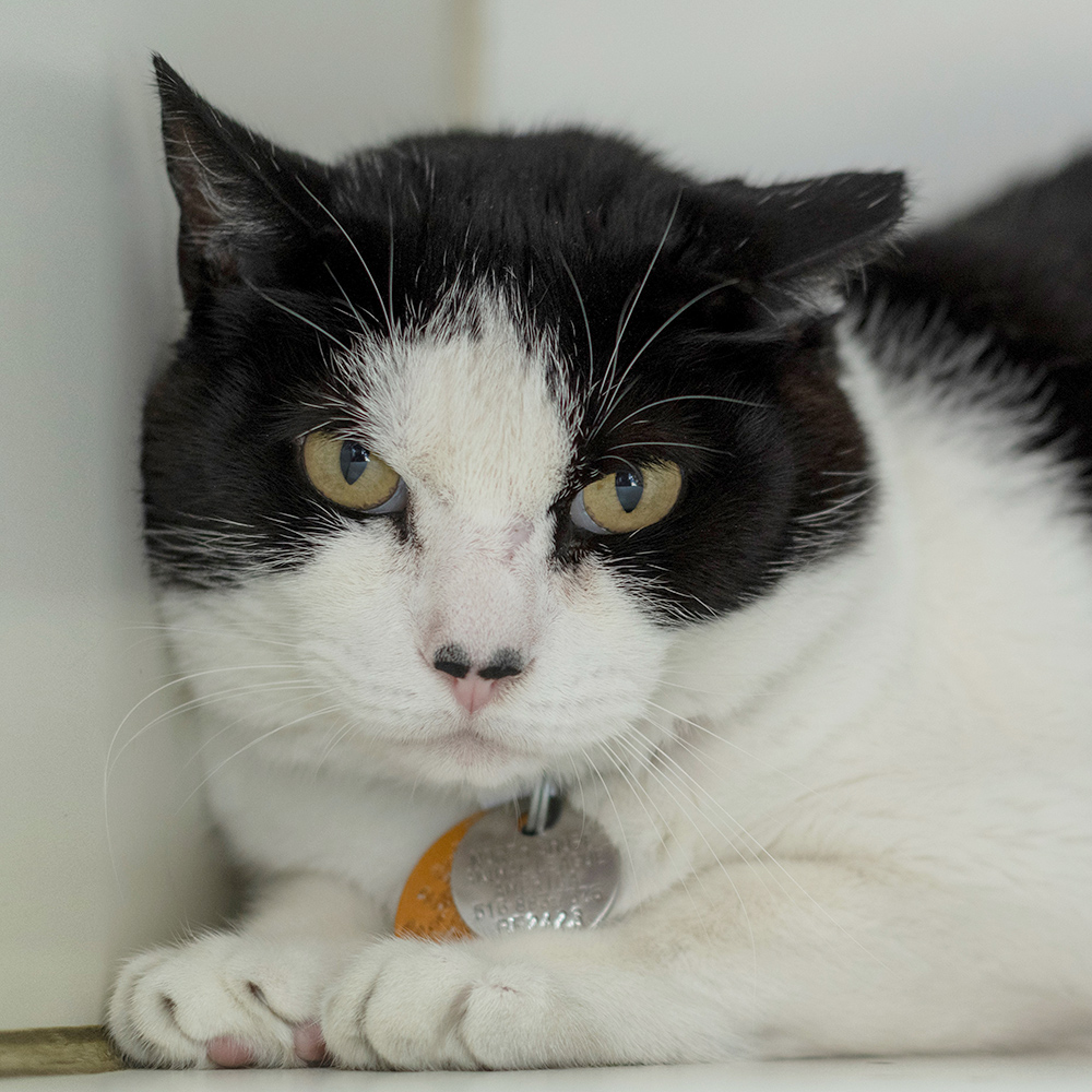 feline-longterm-adoptions-covid-yafa-bf2423
