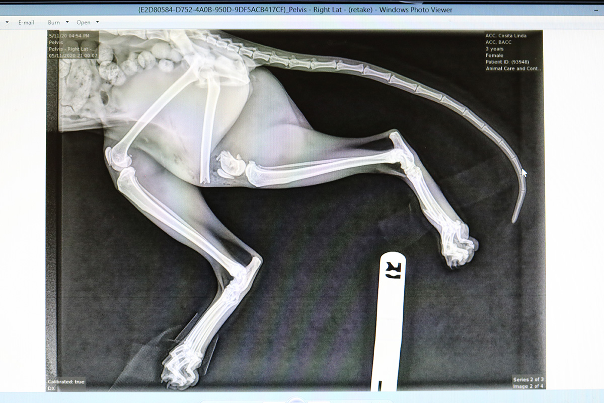 hmh-kali-arrival-xray-051320-IMG_8354