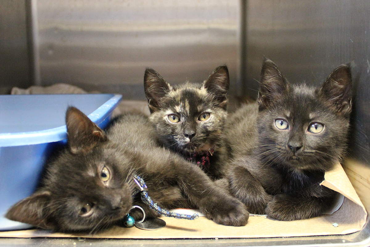 kittens-in-crisis-2020-trio-black-cats-tortie a group of cats lying on a cardboard box