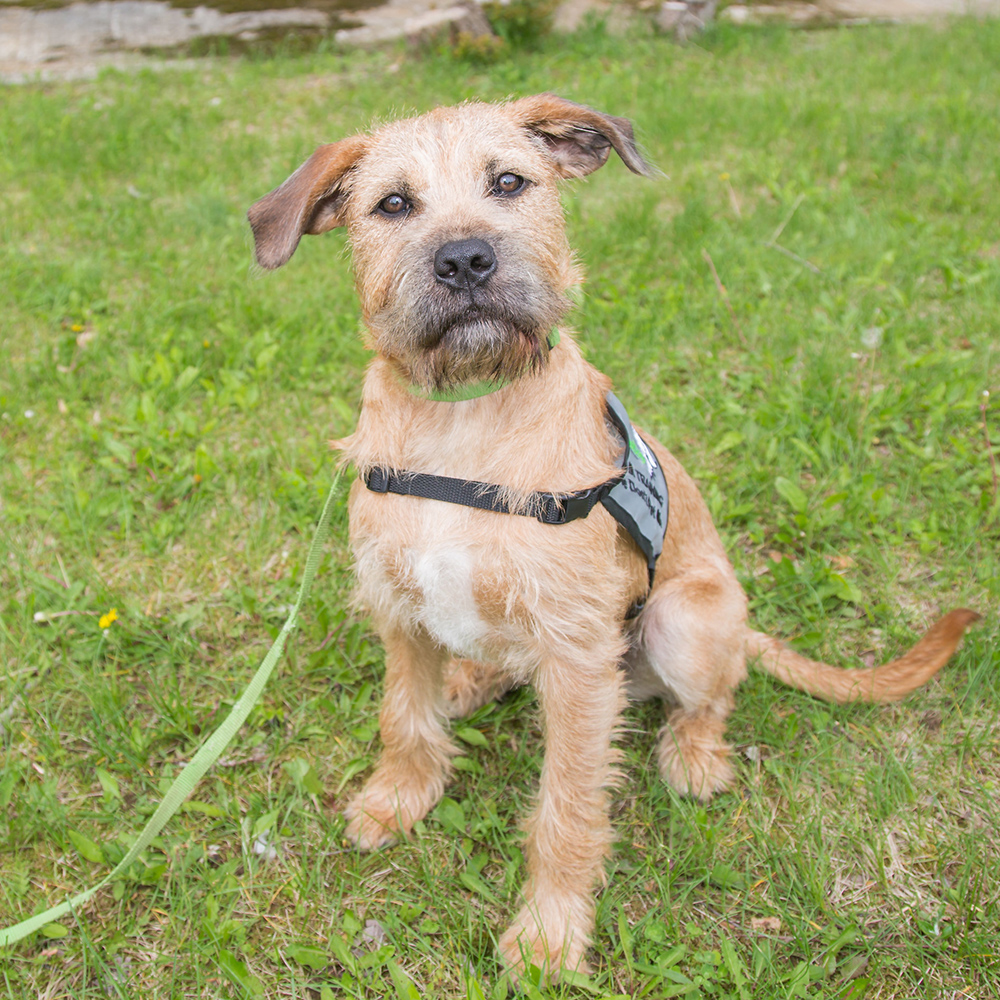 2019-putnam-service-dogs-benji-051819