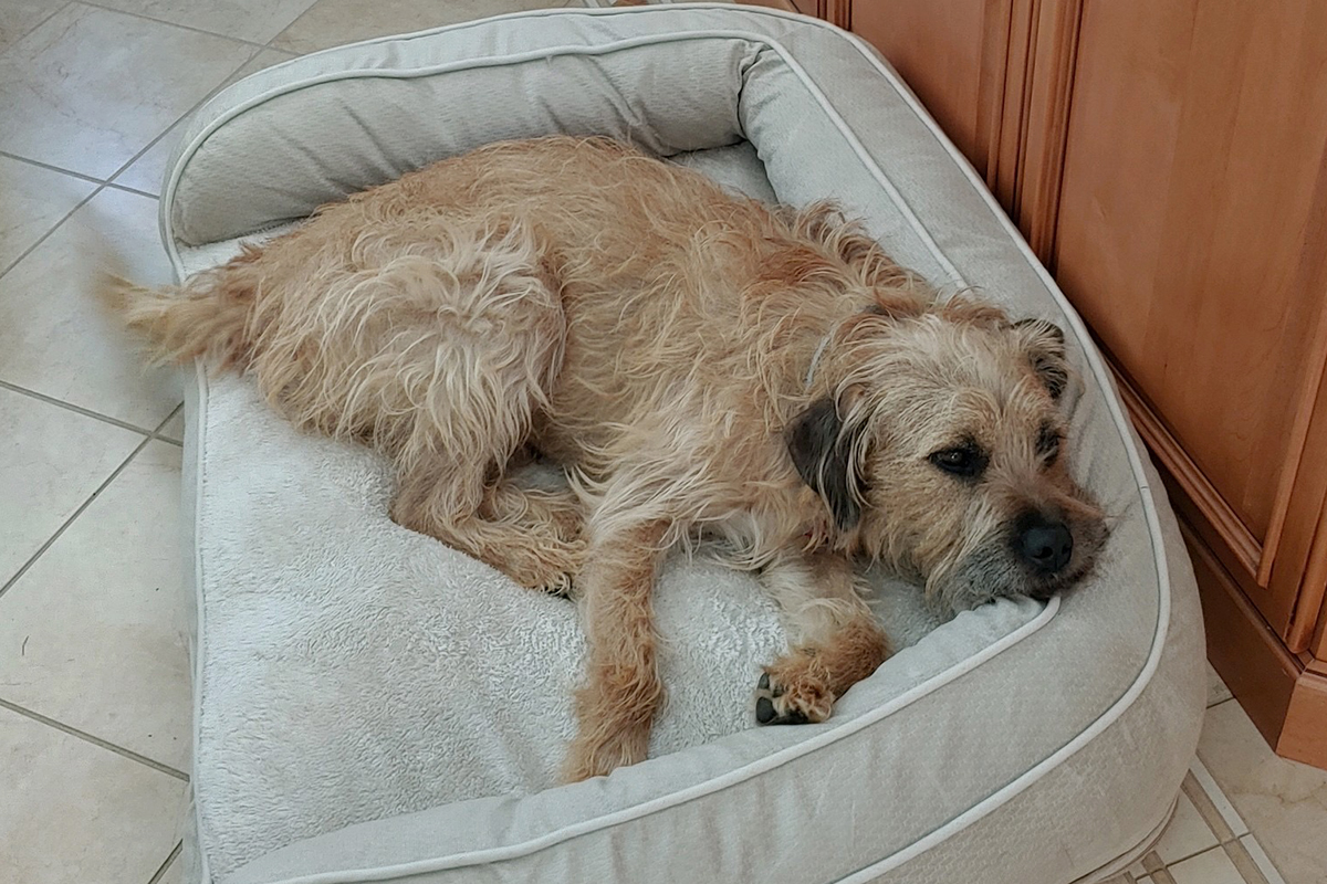 2020-putnam-service-dogs-benji-in-new-bed