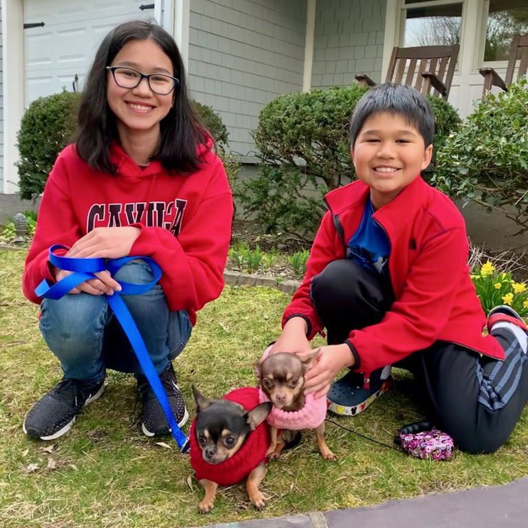 ava-and-teddy-with-chihuahuas