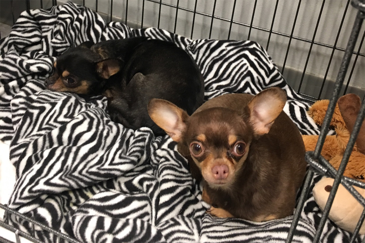 bella-and-little-man-in-rescue-office