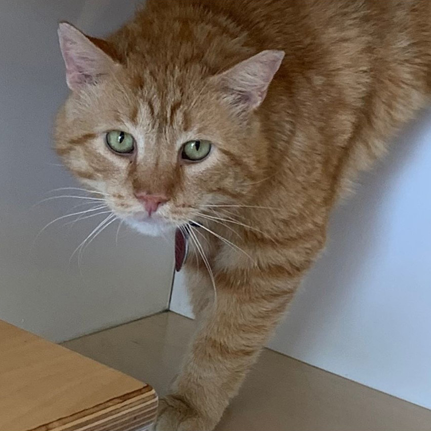 beth-blog-june2020-bubba-1