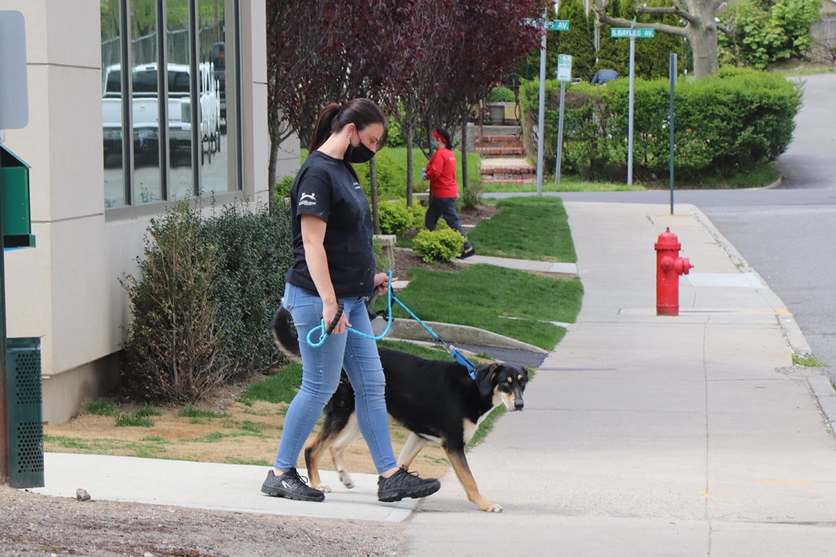 a woman walking dogs on a sidewalk