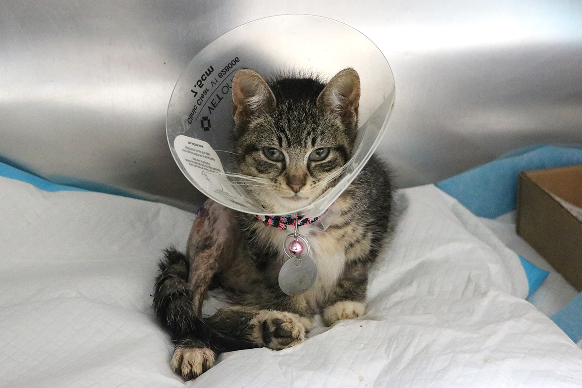 hmh-puffin-post-op-img8599 a cat with a cone on its head