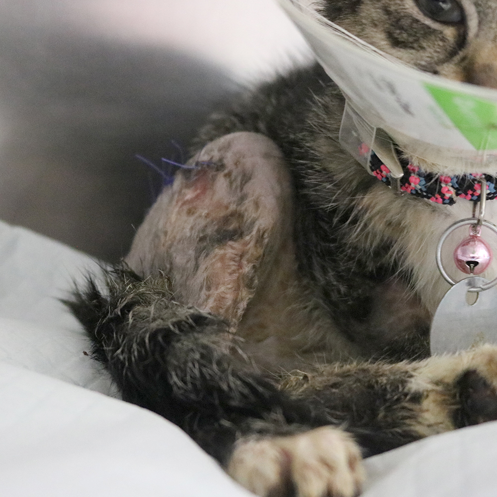 hmh-puffin-post-op-img8604 a cat with a cone around its neck