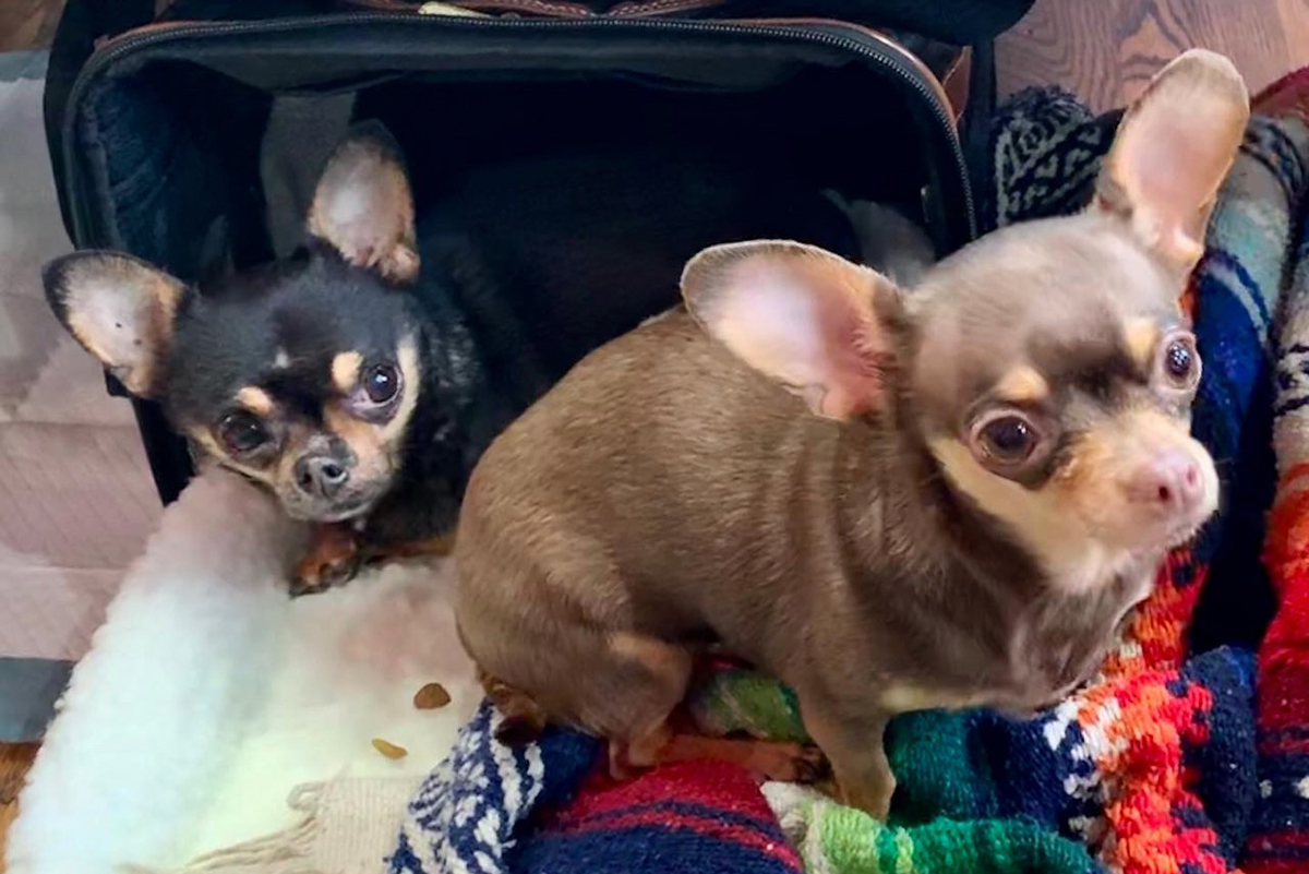 little-man-and-bella-first-day-home