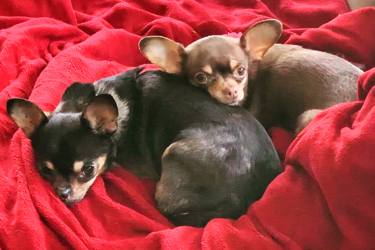 little-man-and-bella-on-red-blanket