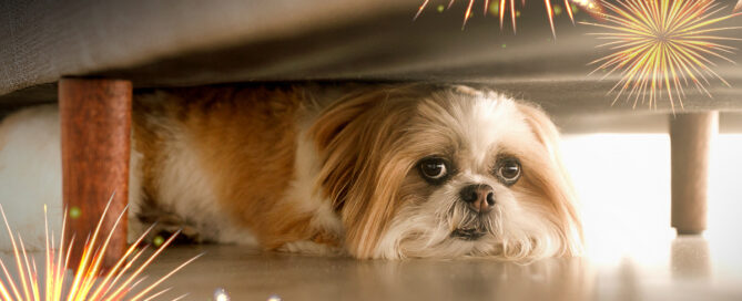 a dog lying on the ground