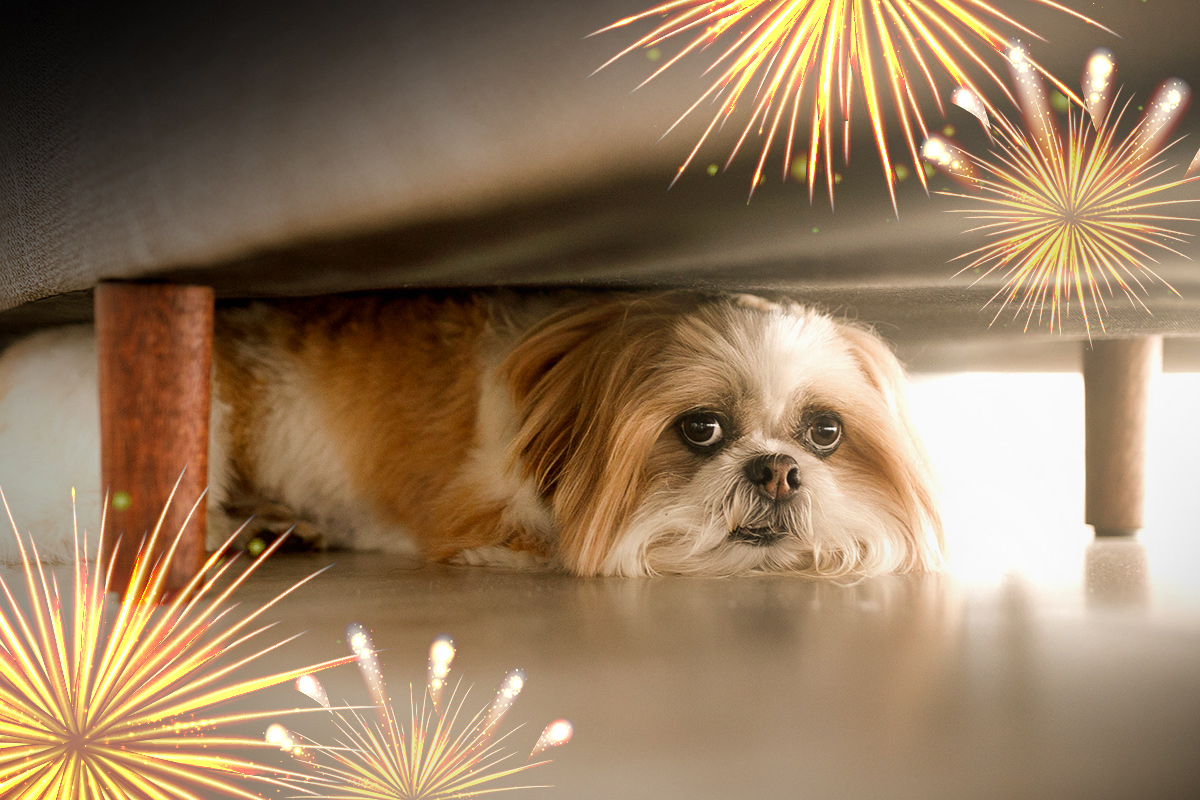 Help Keep Your Pets Safe this Fourth of July | Tips | Blog | Animal League