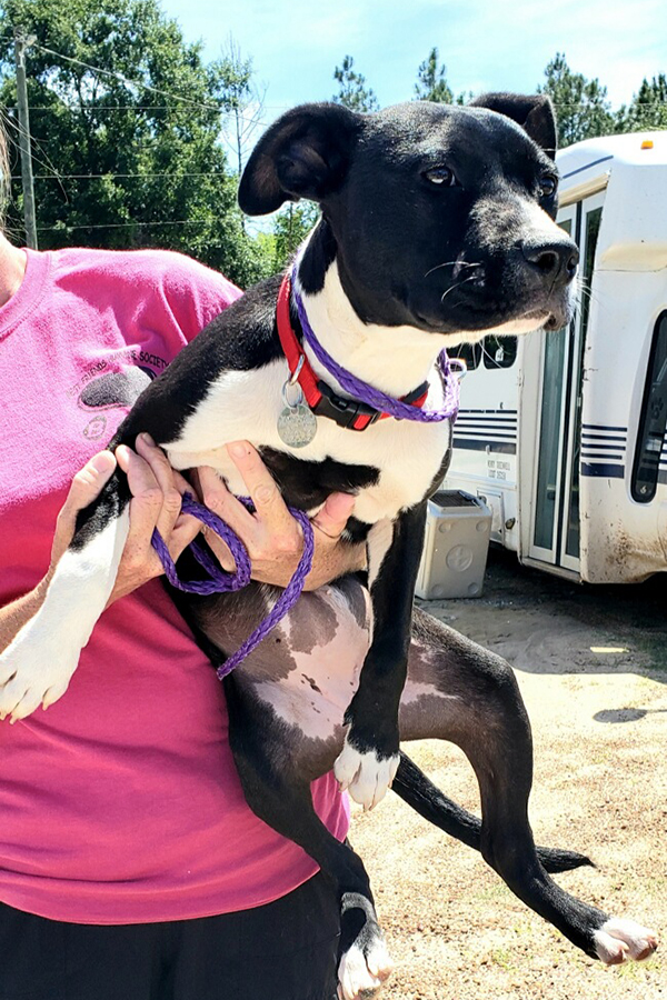rescue-april2020-georgia-coalition-pickup-rosie Rosie