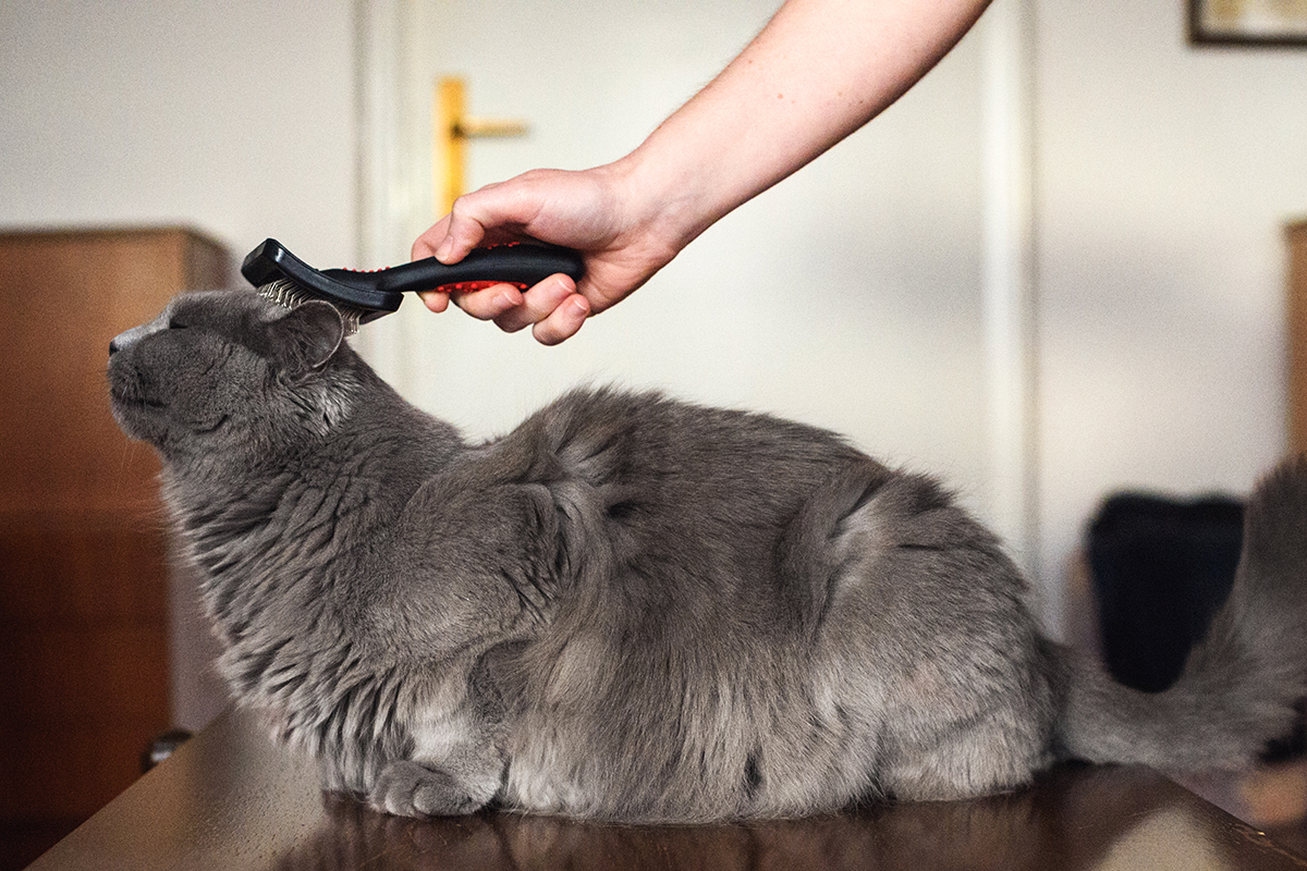 Grooming Chartreux cat Animal League