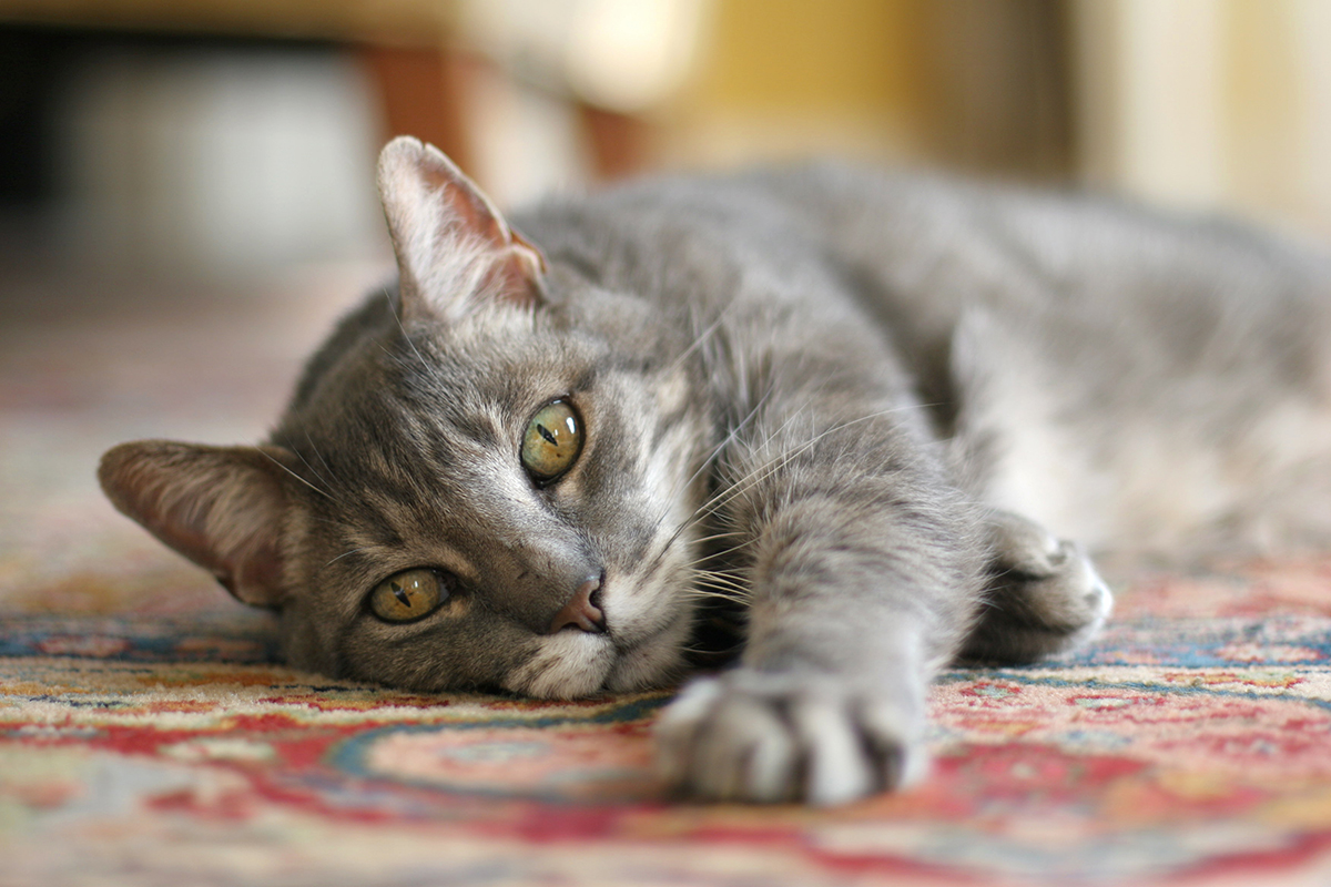 covid19-back-to-work-cat-laying-down