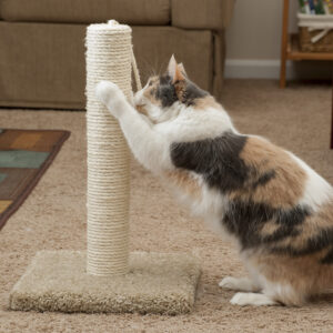 a cat playing with a scratching post