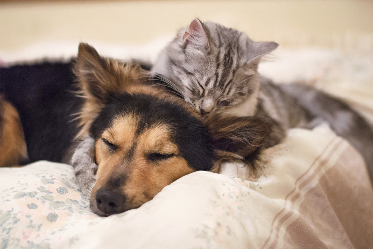 covid19-back-to-work-dog-cat-sleeping