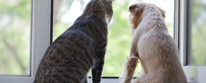 a cat and dog looking at each other