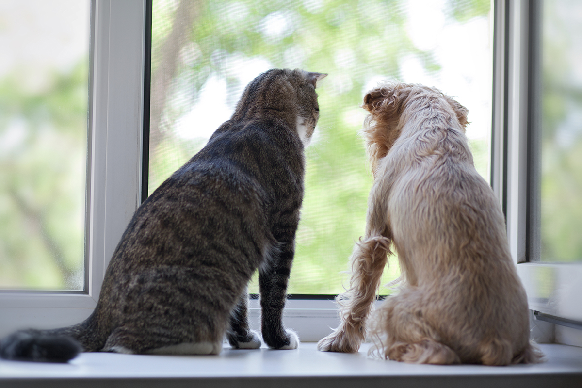 Image posted by dogu_cat
