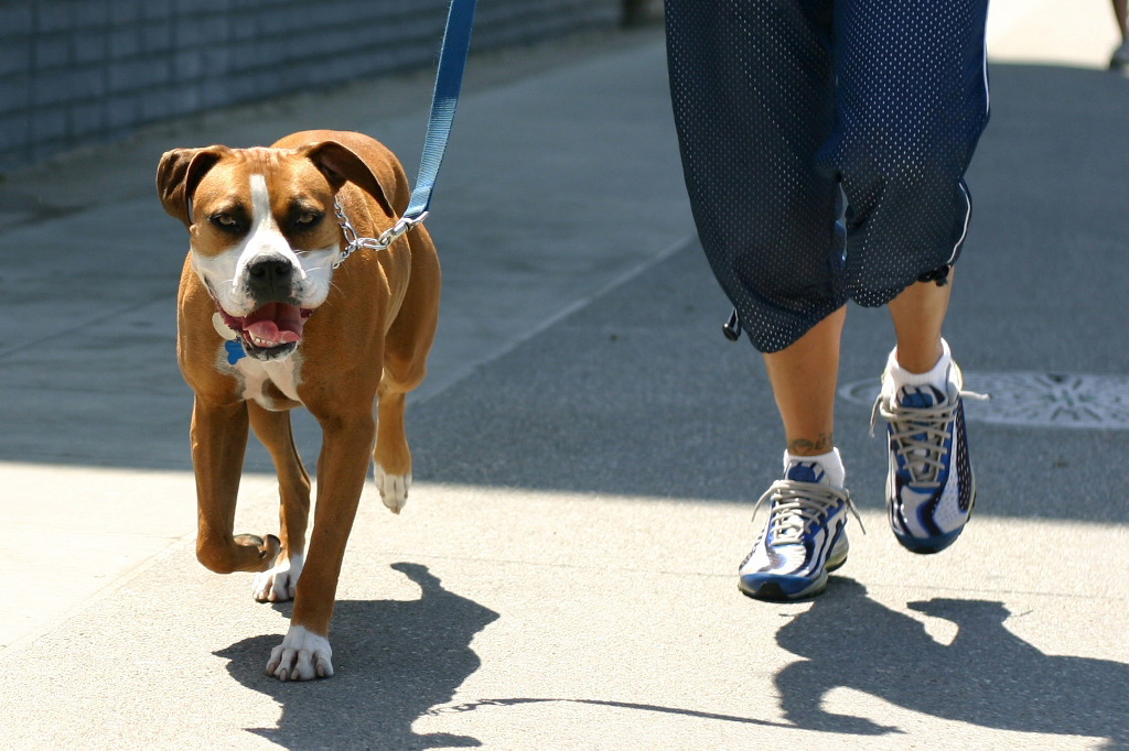 covid19-back-to-work-dog-walk