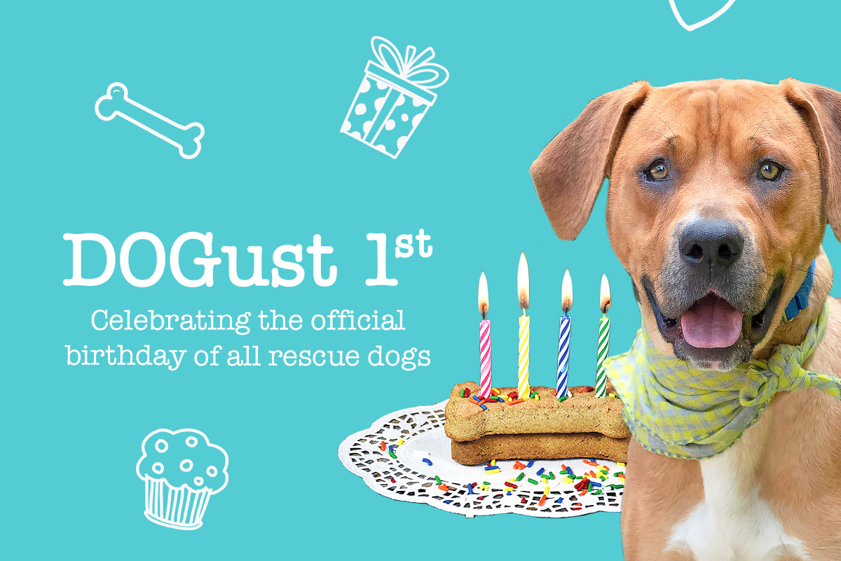 Celebrate DOGust 1st Events Animal League