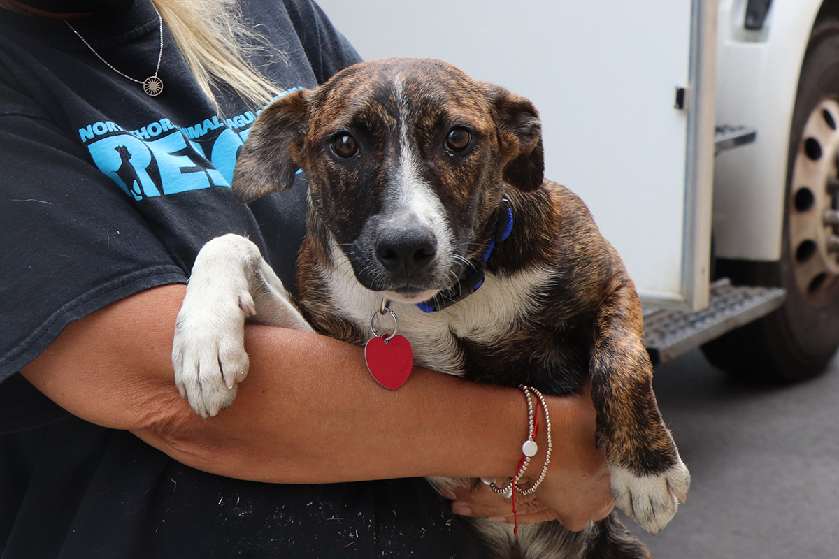 New Partnership Saves More Innocent Lives in Mississippi | Rescue | Animal  League