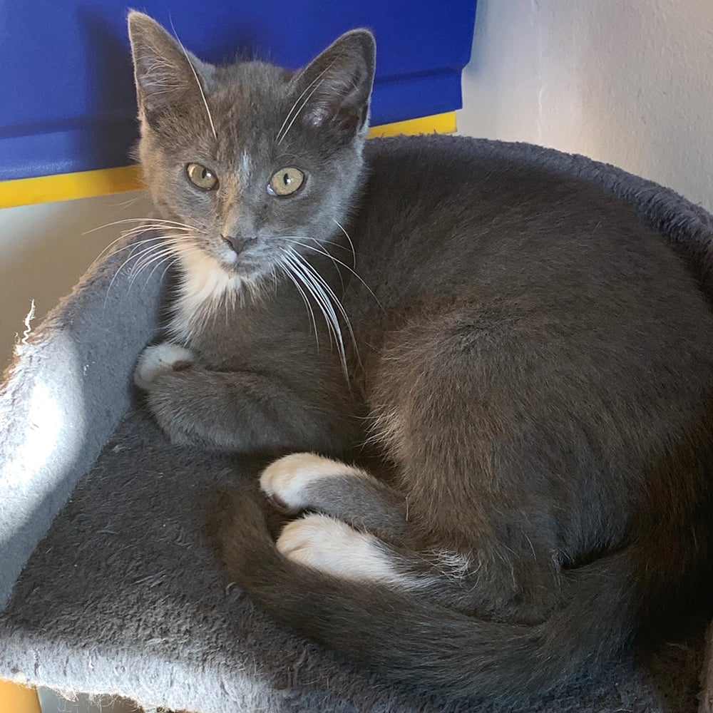 Kitten gray and store white