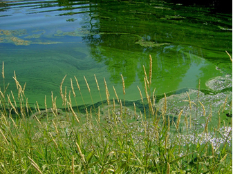 pet-health-wellness-algae -bloom-cdc Image courtesy cdc.gov/habs.