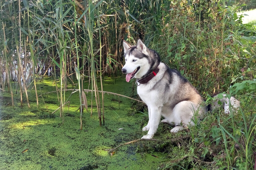 Siberian husky sits on the shore of the lake.