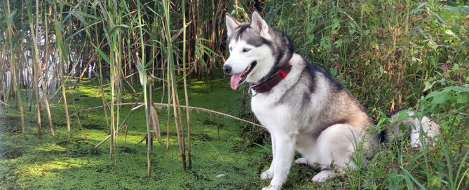 a dog sitting in a swamp