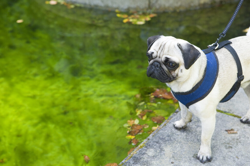 Pug