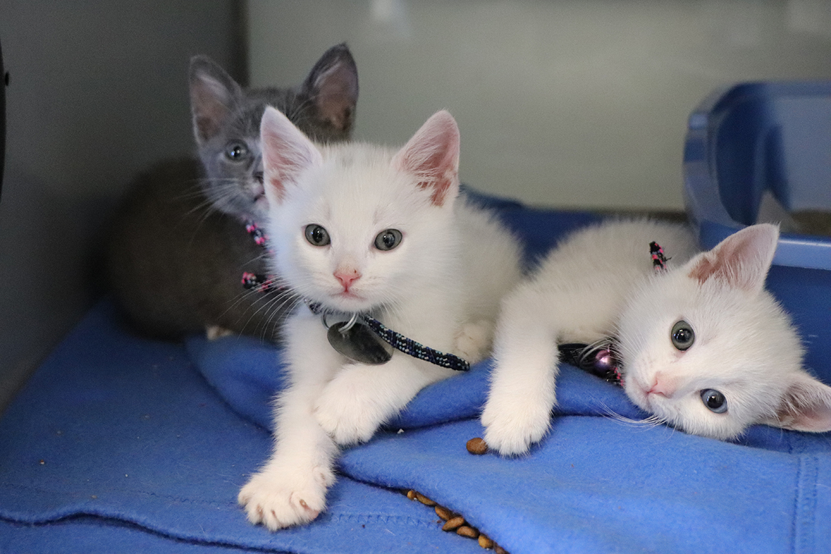Abandoned kittens store near me