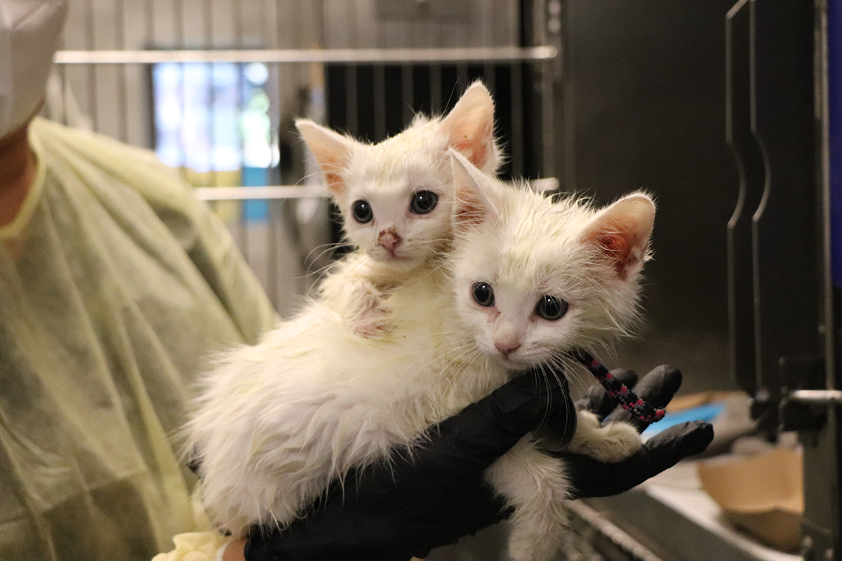 rescue-arlington-virginia-kittens-082020-IMG_1248 Yorkie-Poo Trio Fighting to Save Their Lives