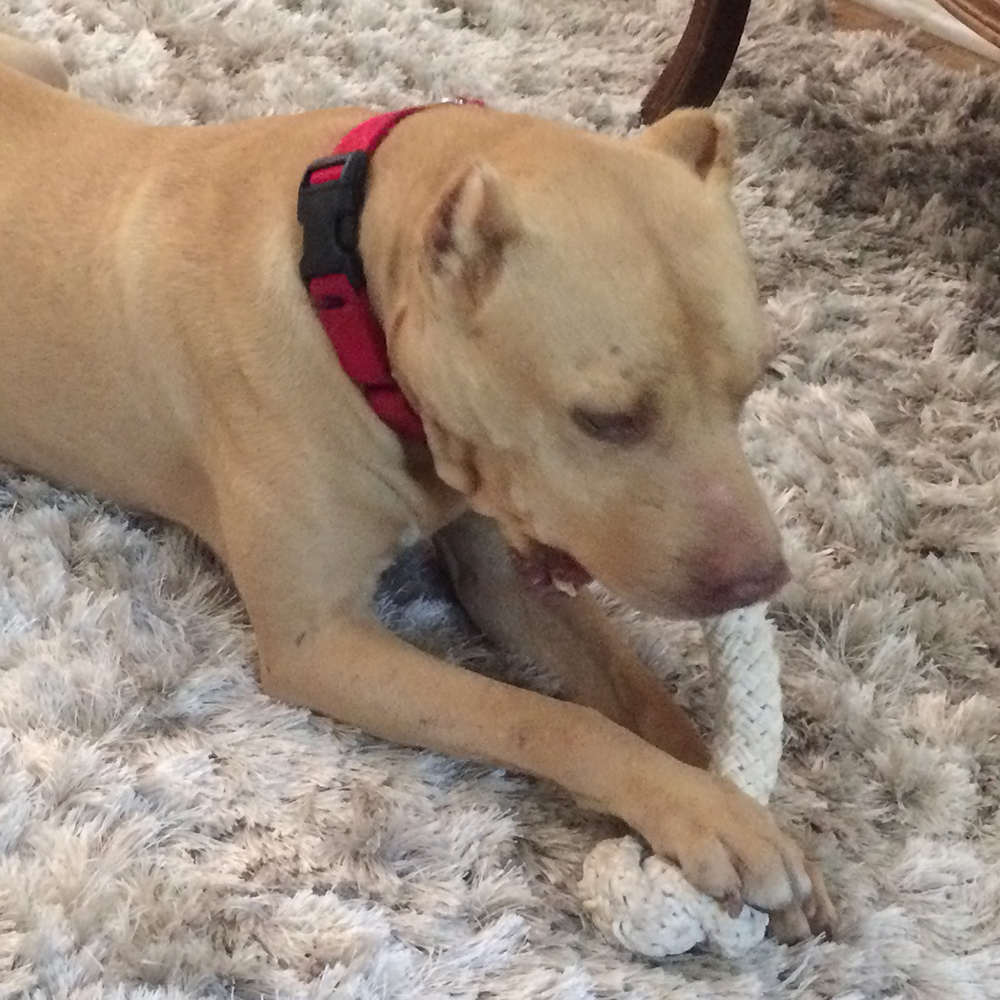 a dog lying on the floor with a rope toy