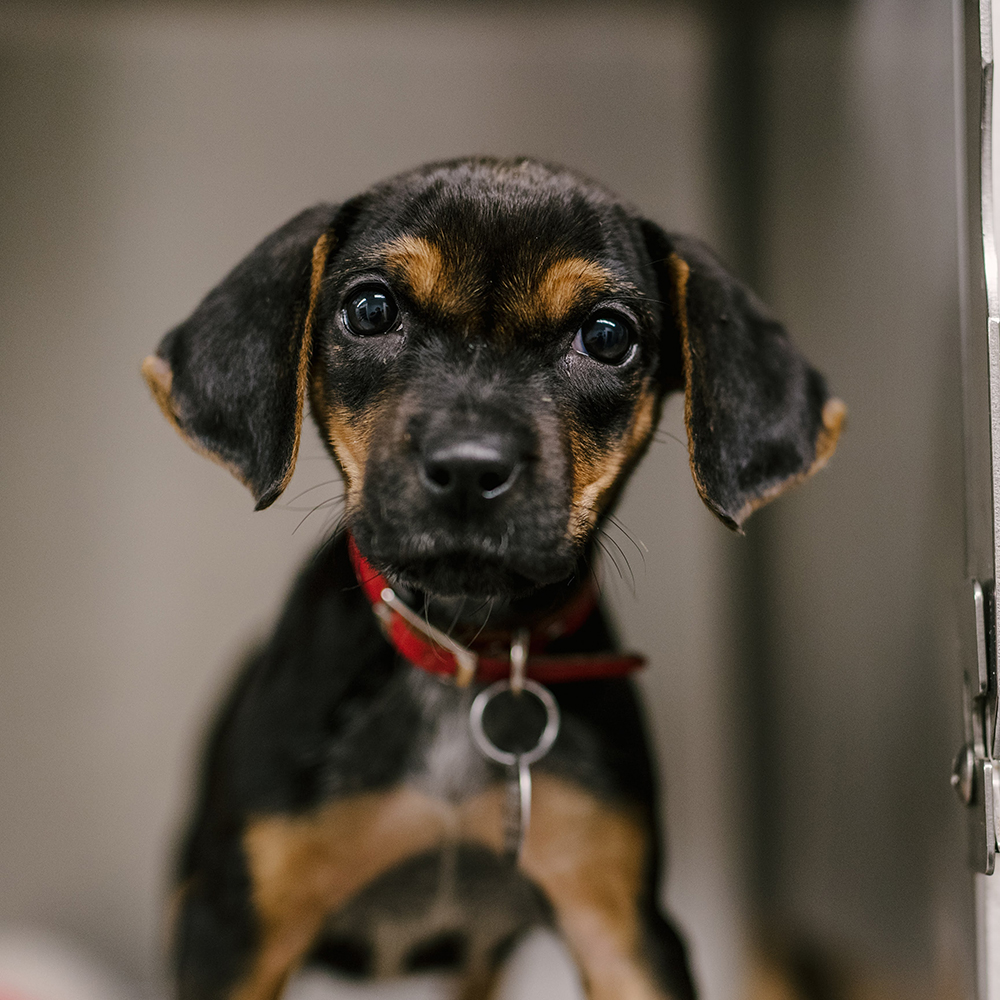 rescue-parvo-pups-aug2020-t103029 Yorkie-Poo Trio Fighting to Save Their Lives