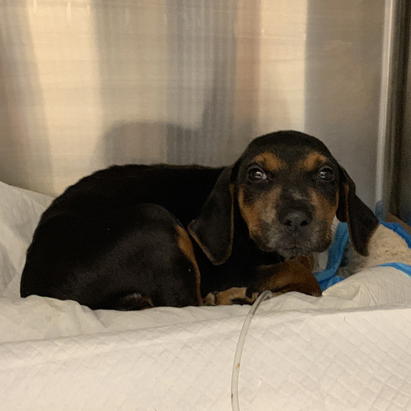 rescue-parvo-pups-july2020-t103027 Yorkie-Poo Trio Fighting to Save Their Lives